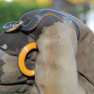 Diadophis Punctuatus (Northern Ringneck Snake)  that I found in my neighbors yard under an old shutter. It was so tame. The scales have such luster!