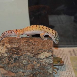 Two of my Eublepharis Macularius (Leopard Geckos)