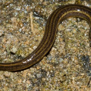 Adult Everglades dwarf siren.