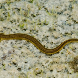 Larval Everglades dwarf siren.