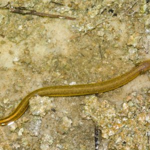 Adult Everglades dwarf siren.