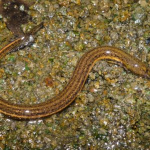 Adult Everglades dwarf siren.