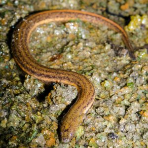 Adult Everglades dwarf siren.