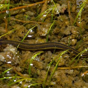 Larval Everglades dwarf siren.