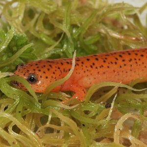 For one project I'm raising Pseudotriton in the lab. This is one of the P. ruber juveniles that I reared from a larva.