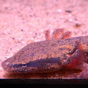 necturus maculosus