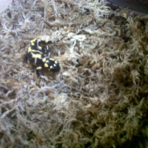 Baby Fire Salamander1