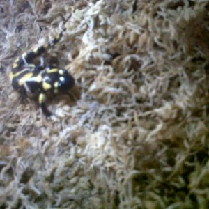 Baby Fire Salamader2