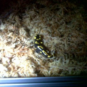 Baby Fire Salamander3