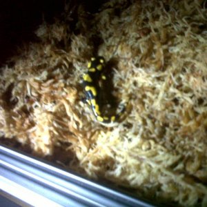 Baby Fire Salamander4