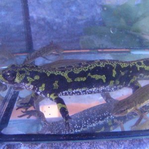 Triturus marmoratus, female.