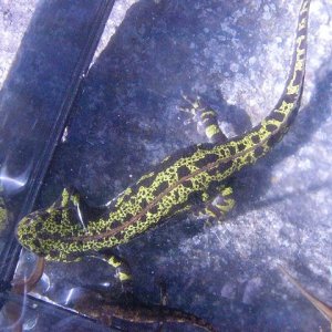 Triturus marmoratus, female.