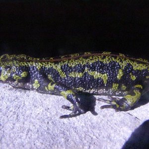 Triturus marmoratus, female.