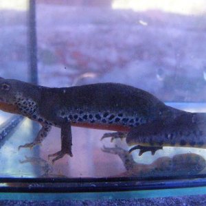 Ichthyosaura alpestris cyreni, female. | Caudata.org: Newts and ...