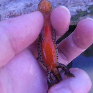 Ichthyosaura alpestris cyreni, female.