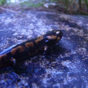 Salamandra salamandra metamorph.