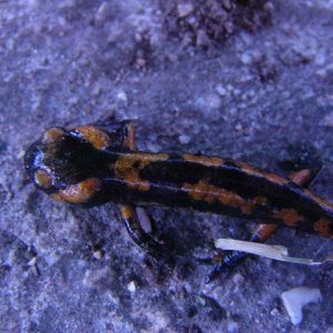 Salamandra salamandra metamorph.