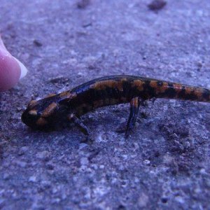 Salamandra salamandra metamorph.