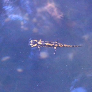 Salamandra salamandra metamorph.