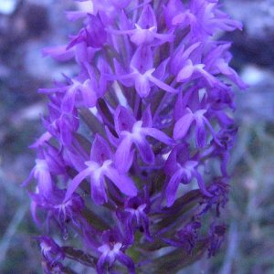 Orchis piramidalis?