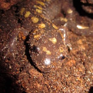 Ambystoma maculatum