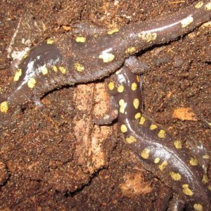 Ambystoma maculatum