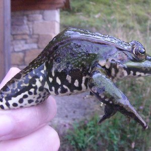 Pelophylax perezi