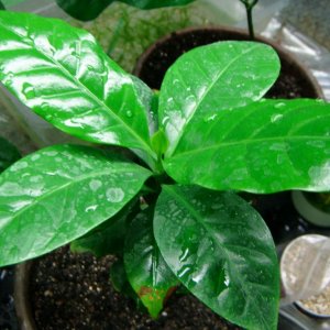 Coffea Arabica