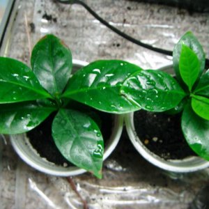 Coffea Canephora