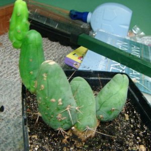 Trichocereus Bridgesii, monstrose strain. Very strange growth pattern.