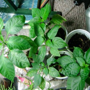 Various peppers. Includes jalapenos, habaneros, bananas, and a red savina habanero.