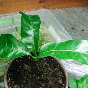 Mango tree seedling