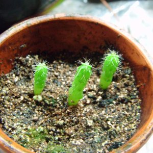 San Pedro [Trichocereus Pachanoi] 8 month old seedlings