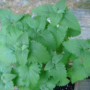 Catnip [Nepeta Cataria] I named this strain myself, I call it BLNF (Big Leaf No Flower) Had 6 generations of this catnip and never had flowers.