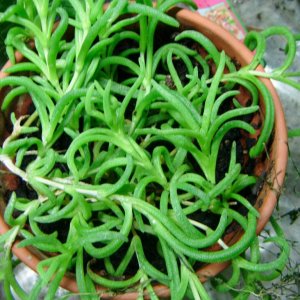 Delosperma Bosseranum