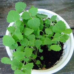 BLNF catnip seedlings