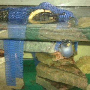 My attempt at an almost full tank of water with raised rocks and a log, those blue things are strips of material I was hoping they woud use to get the