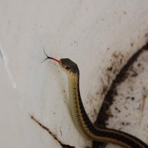 A garter snake I found right next to my house! I got the tongue in the picture perfectly!