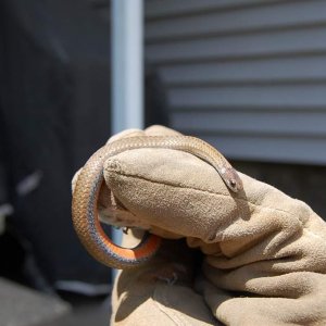 This is a red belly snake I found under a board in a field!