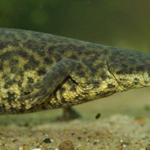 Pleurodeles nebulosus - Algerian ribbed newt