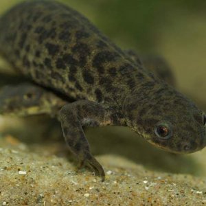 Pleurodeles waltl - Spanish ribbed newt