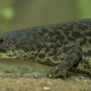 Pleurodeles nebulosus - Algerian ribbed newt