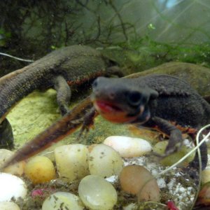 male with a mouth full of bloodworms