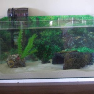 Merlin's new tank before he's put in. | Caudata.org: Newts and ...