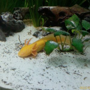 AXOLOTL GOLD