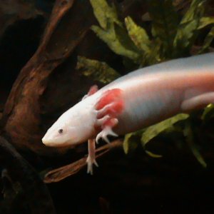 AXOLOTL ALBINO