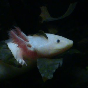 AXOLOTL ALBINO