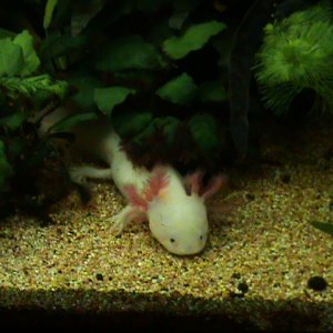 AXOLOTL ALBINO