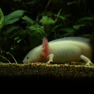 AXOLOTL ALBINO