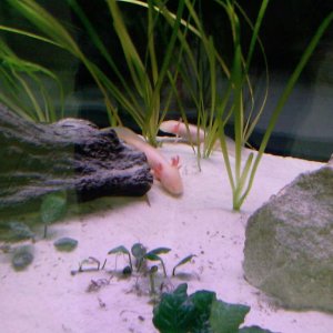 AXOLOTL